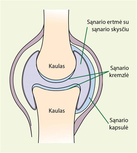 Čiurnos sąnario sandara
