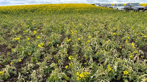 Šalnos padaryta žala