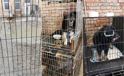 Šunys gyvūnų prieglaudoje