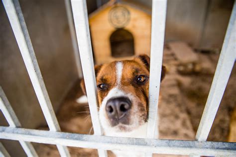Šuo gyvūnų prieglaudoje laukia įvaikinimo
