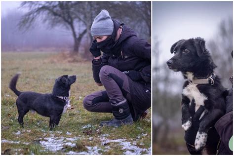 Šuo laukia adopcijos