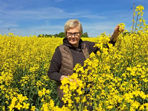 Žieminių rapsų laukas