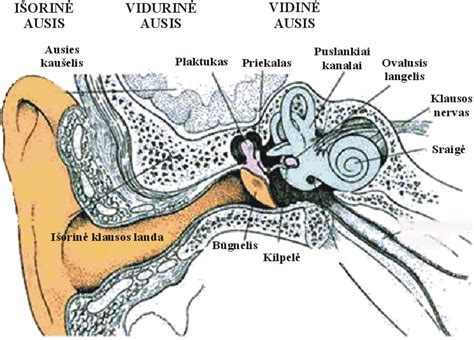 Žmogaus ausies sandara