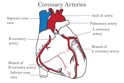 ARTERY