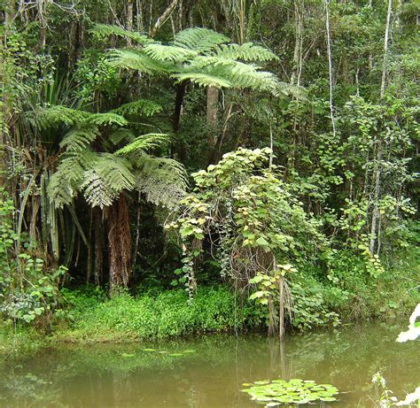 Andasibe National Park