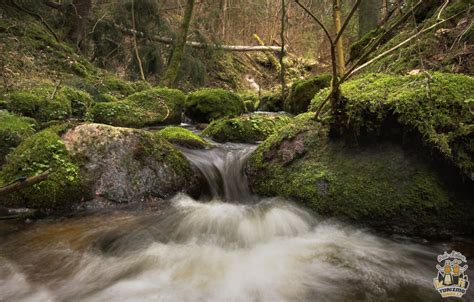 Anykščių šilelis