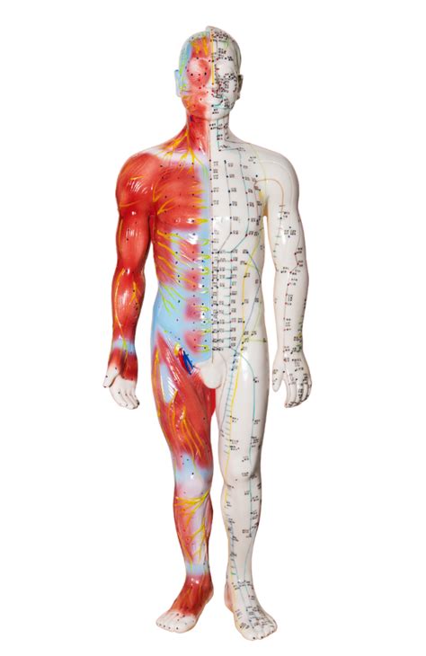 Aurikuliarinės akupunktūros taškai