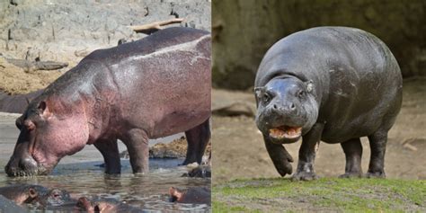 Begemotas ir paukštis