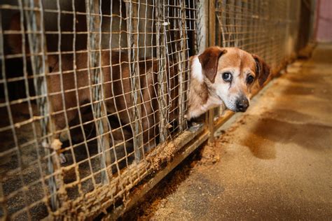 Beglobiai prieglaudoje