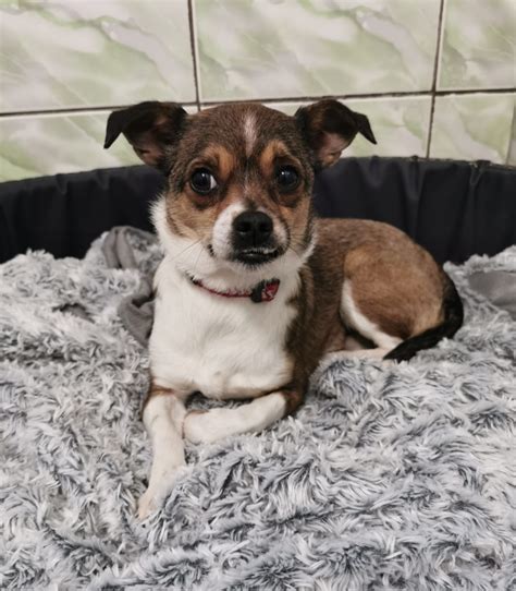 Beglobis šuo gyvūnų prieglaudoje