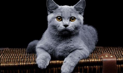 Benamis katinas gatvėje