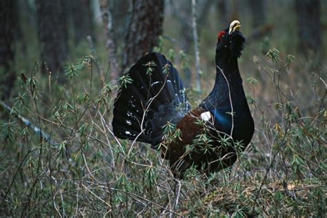 Biologinės įvairovės informacinė sistema