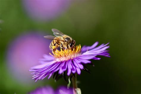 Bitė ant levandos žiedo
