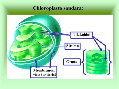 Chloroplasto sandara