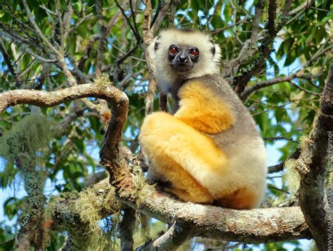 Diademed Sifaka