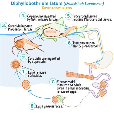 Diphyllobothrium latum