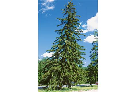 Eglė Steponėnienė