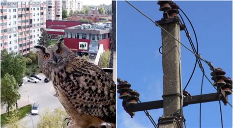 Elektros stulpų perkėlimas