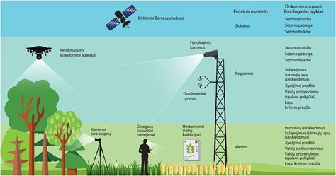 Fenologiniai stebėjimai