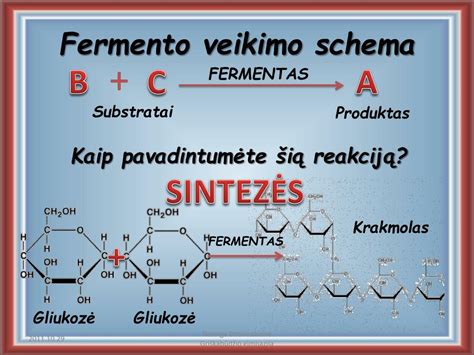 Fermentų katalizės schema