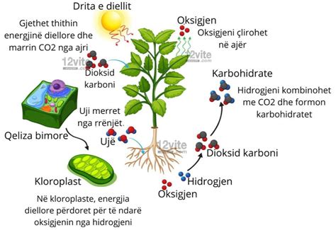 Fotosintezės schema