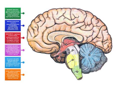 Galvos smegenų ir kompiuterio sąsaja