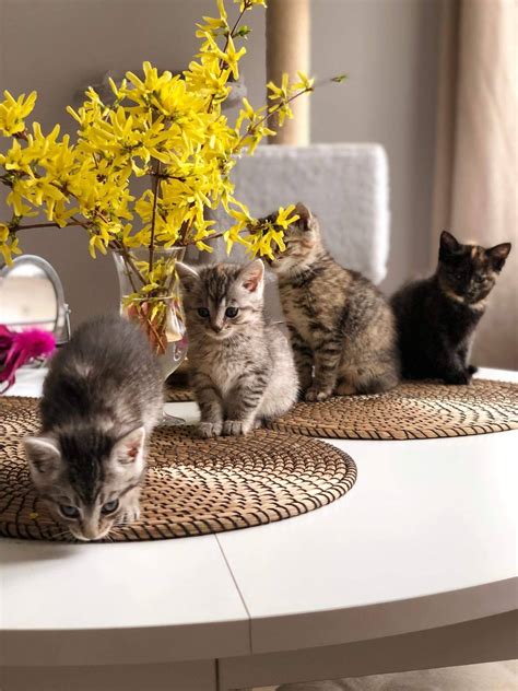 Globėjas ir globotinis