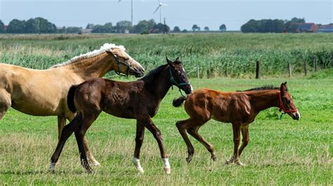 Gyvūnų gelbėjimas