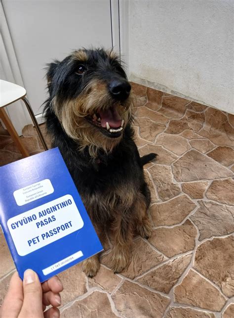 Gyvūnų gerovės tarnyba Pifas