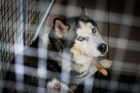 Gyvūnų globos namai