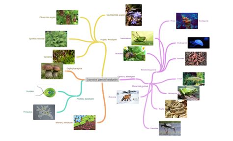 Gyvūnų karalystės schema