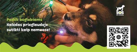 Gyvūnų perpildymas prieglaudoje