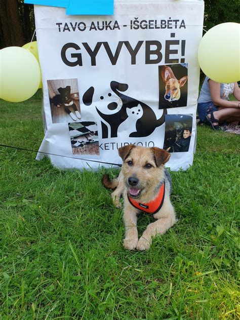 Gyvūnų prieglaudos infografika