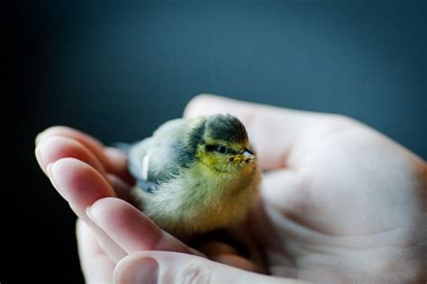 Ką daryti radus gyvūną