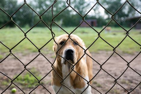 Kaip pranešti apie žiaurų elgesį su gyvūnais