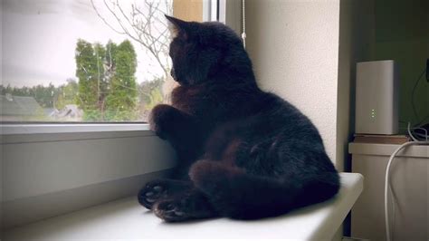 Katė žiūri pro langą