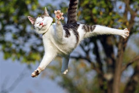 Katė laukia įvaikinimo