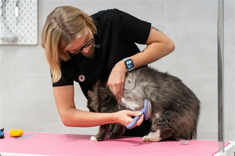 Katės pooperacinė priežiūra