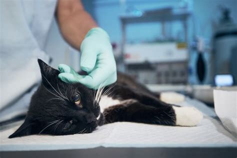 Katės sterilizacija