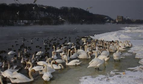 Kaune žiemojančios gulbės nebylės