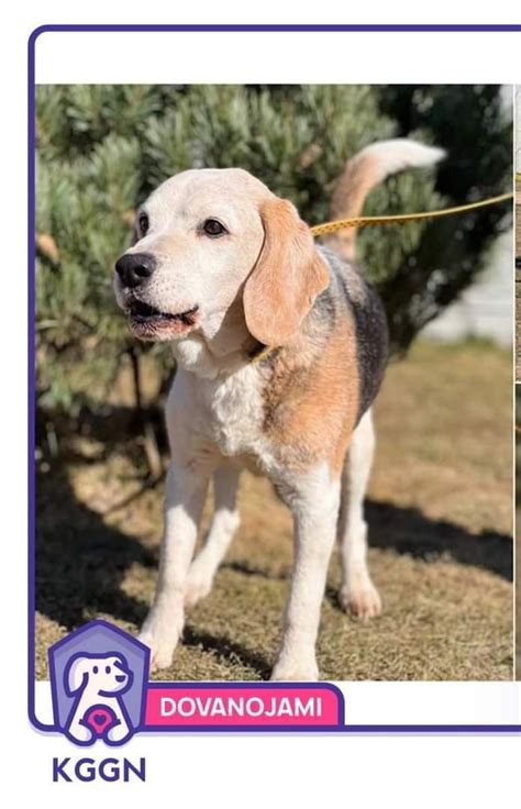 Kauno gyvūnų gerovės namai