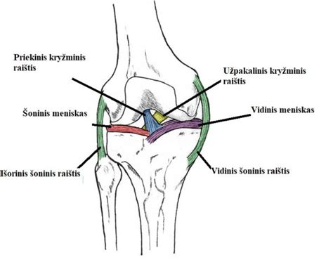 Kelio sąnario sandara
