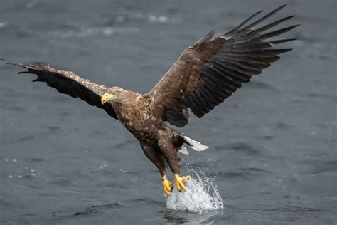 Kilnusis erelis Lietuvoje