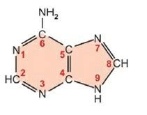 Kofeino molekulinė struktūra