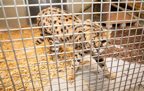 Laukinių gyvūnų reabilitacija