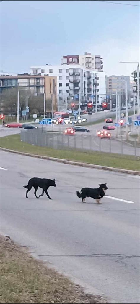 Lesės prieglaudos gyvūnai