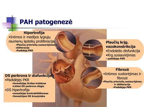 Meningito patogenezė