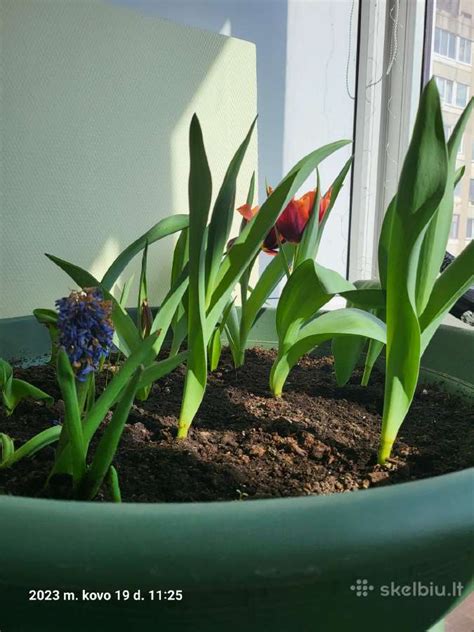 Pagalba senyvo amžiaus žmonėms