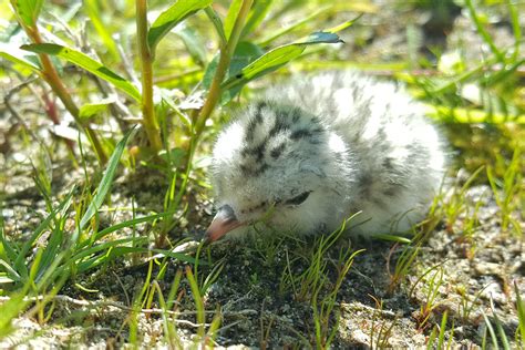 Paukščių jauniklių etapai