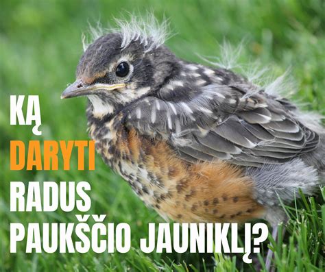 Paukščių jaunikliai